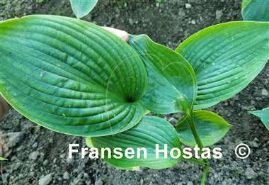 Hosta Brussels Waffles